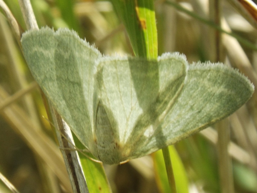 Pseudoterpna pruinata - hamvas zöldaraszoló