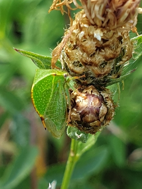 Stictocephala bisonia - bivalykabóca