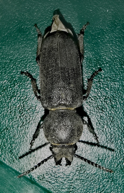 Spondylis buprestoides - erdei félcincér