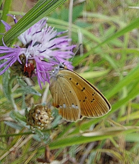 Lycaena virgaureae - arany-tűzlepke