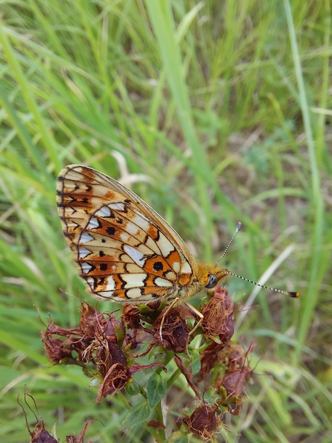 Boloria selene - fakó gyöngyházlepke
