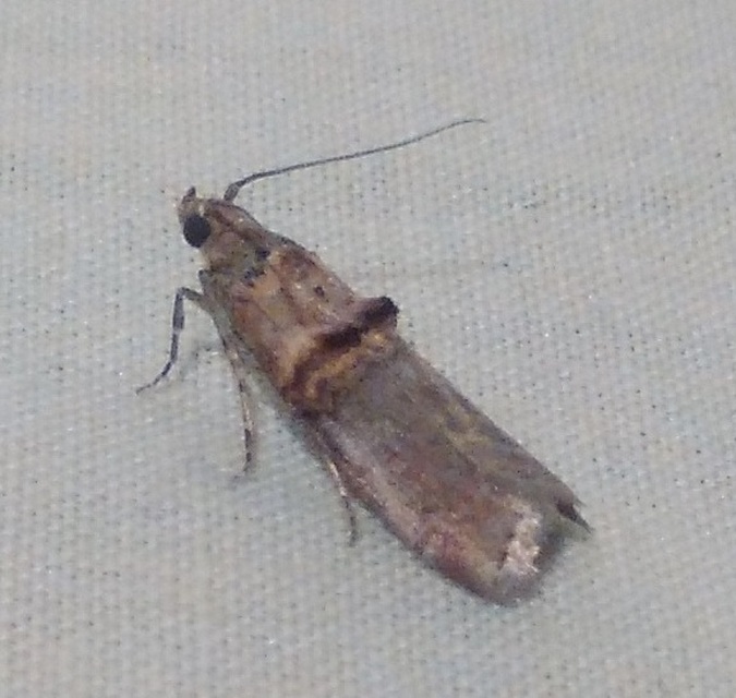Trachonitis cristella - bokorrágó karcsúmoly
