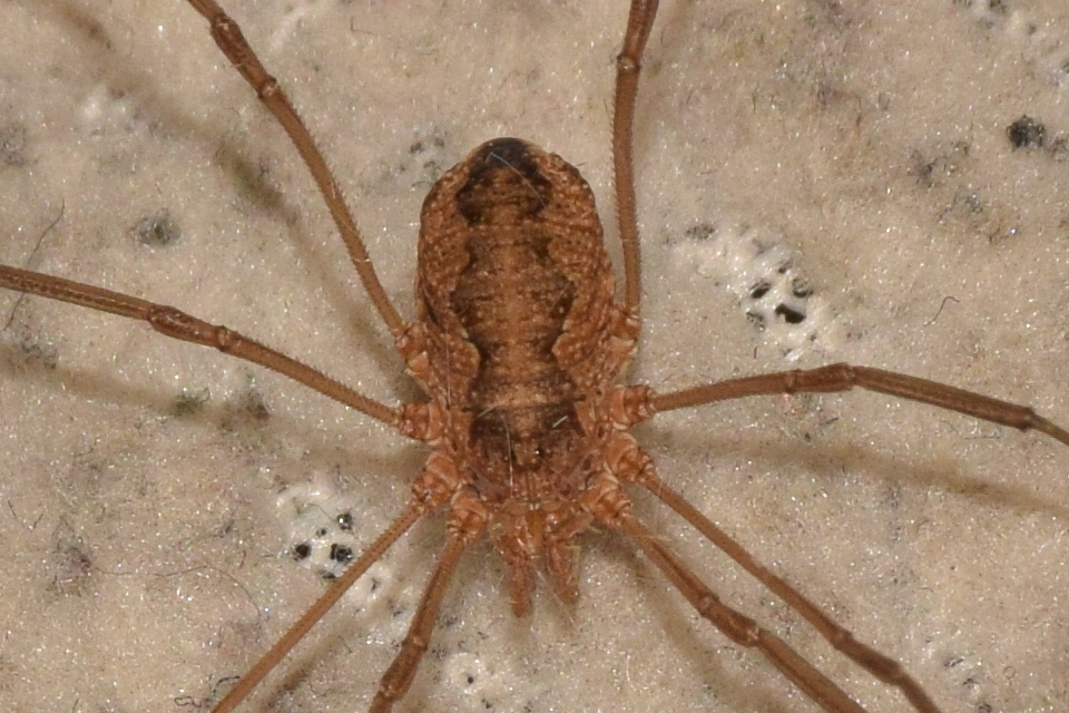 Phalangium opilio