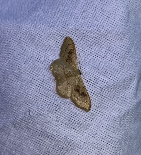Idaea rubraria - vörössávos araszoló