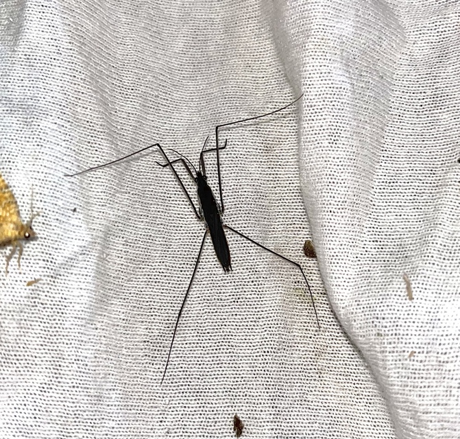 Gerridae - molnárpoloskák