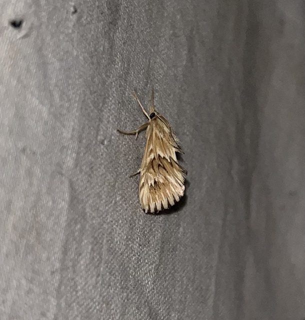 Cynaeda dentalis - gyakori ciframoly