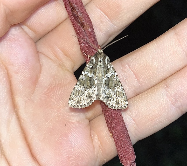 Polymixis polymita - kankalin-tarkabagoly