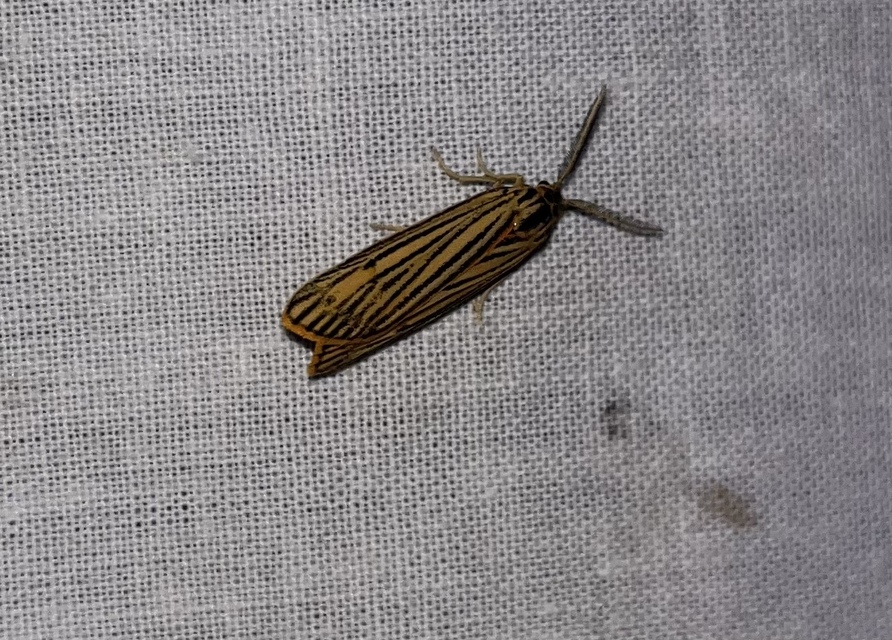 Spiris striata - csíkos molyszövő