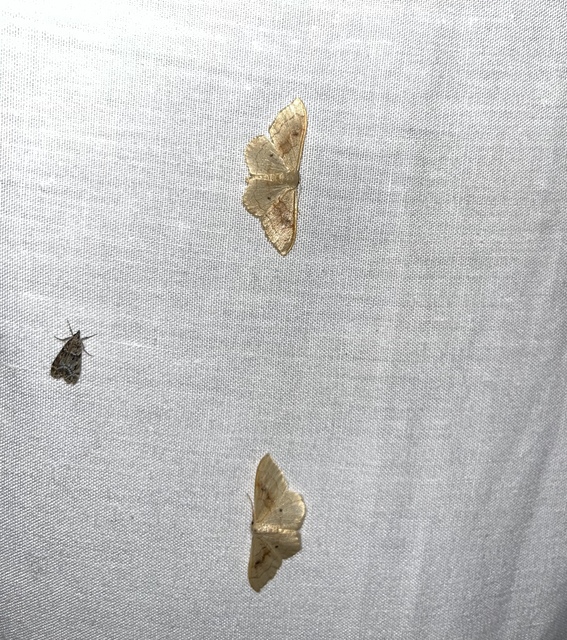 Idaea rubraria - vörössávos araszoló