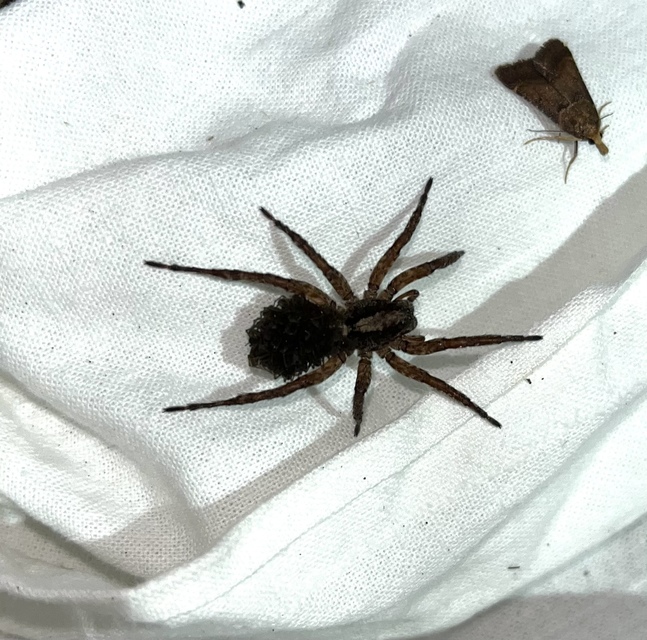 Trochosa