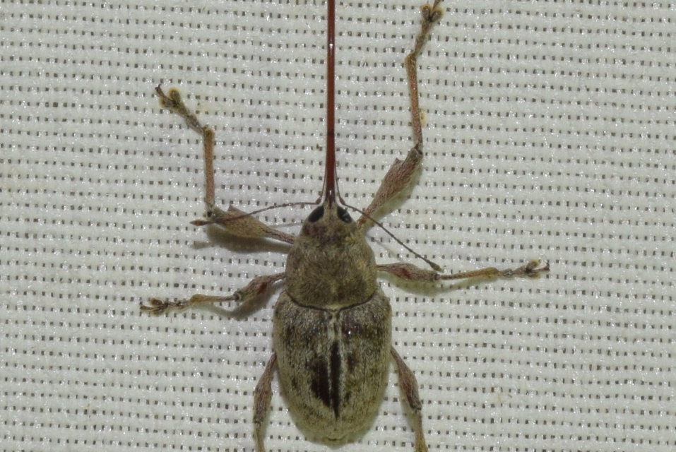 Curculio elephas - gesztenyezsuzsóka