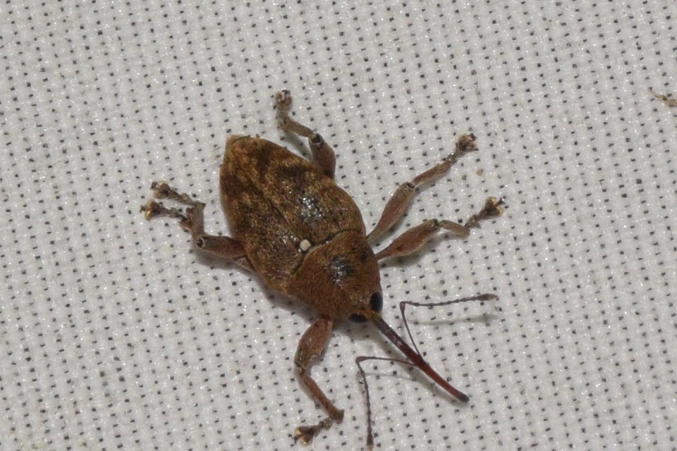 Curculio glandium - tölgymakkzsuzsóka