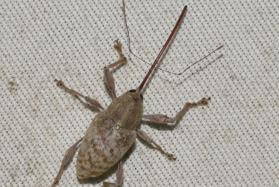 Curculio elephas - gesztenyezsuzsóka