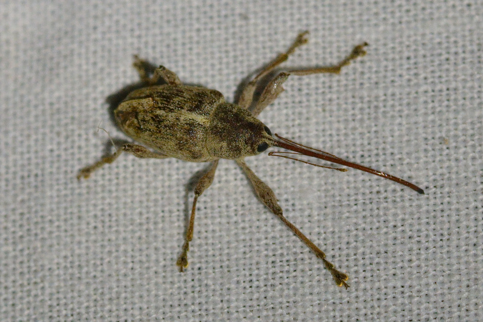 Curculio elephas - gesztenyezsuzsóka