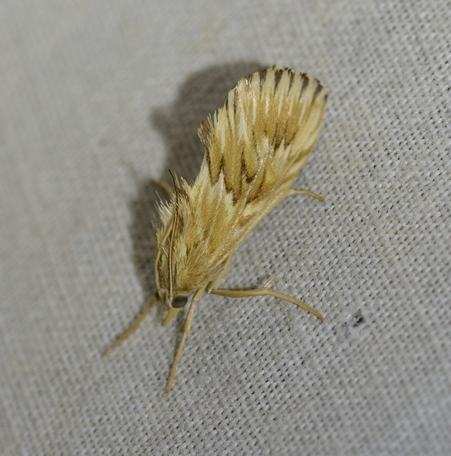 Cynaeda dentalis - gyakori ciframoly