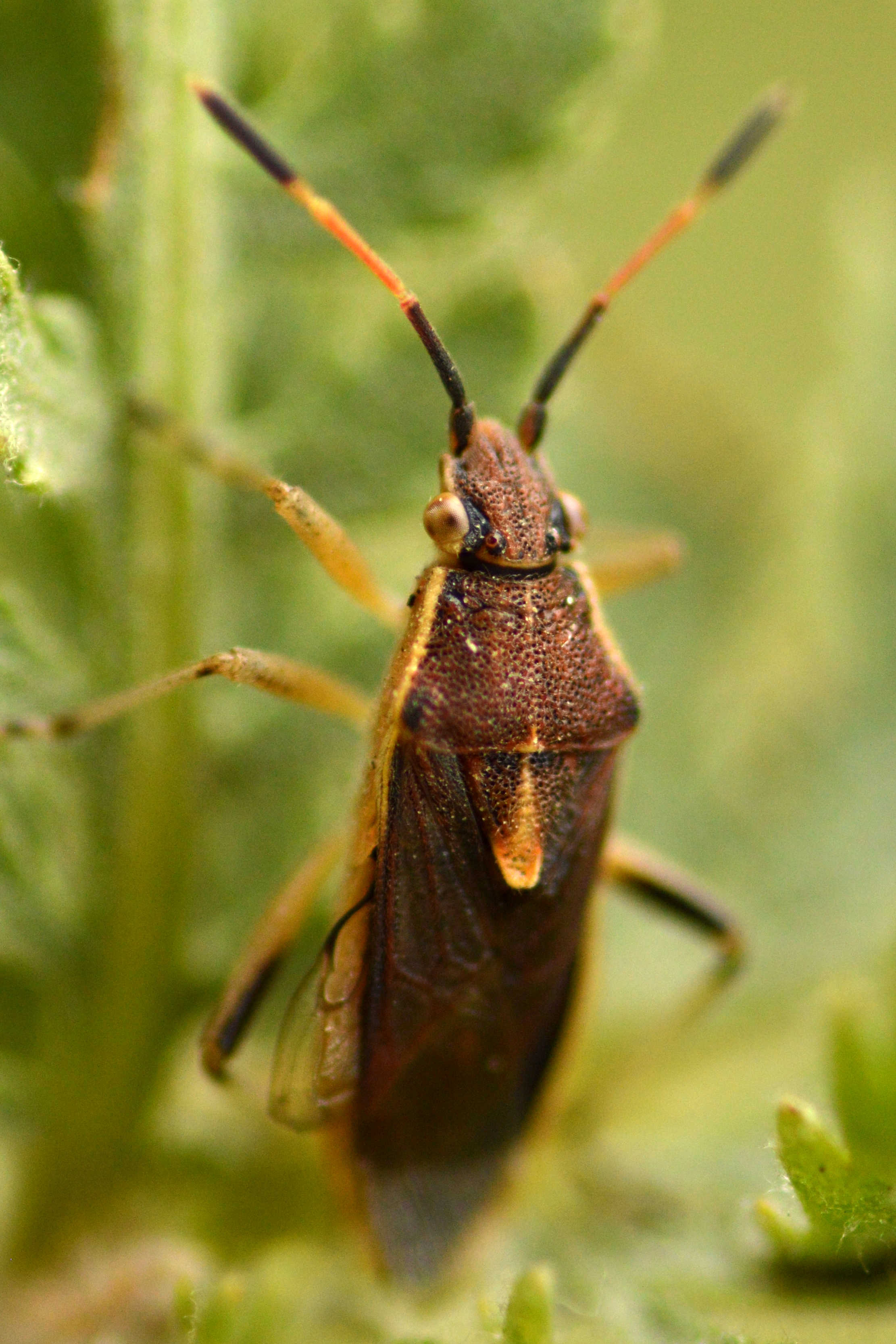 Maccevethus caucasicus
