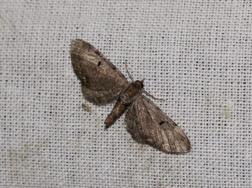 Eupithecia absinthiata - üröm-törpearaszoló