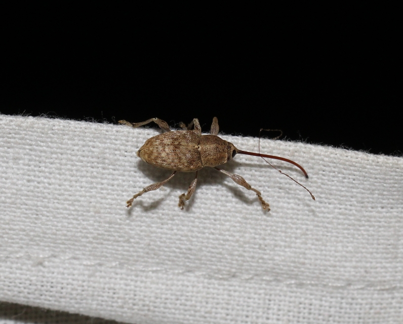Curculio elephas - gesztenyezsuzsóka