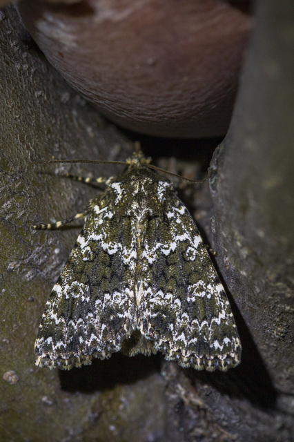 Polymixis polymita - kankalin-tarkabagoly