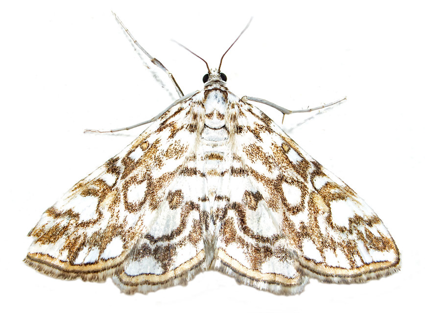 Elophila nymphaeata - tarka vízimoly