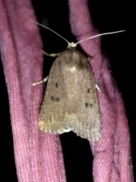 Amphipyra tragopoginis - bakszakállbagoly