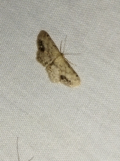 Idaea dimidiata - gyakori apróaraszoló