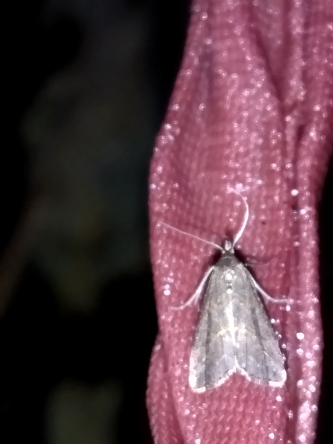 Schrankia costaestrigalis - keskenyszárnyú karcsúbagoly