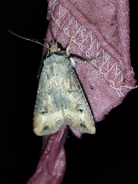 Agrotis ipsilon - nagy földibagoly