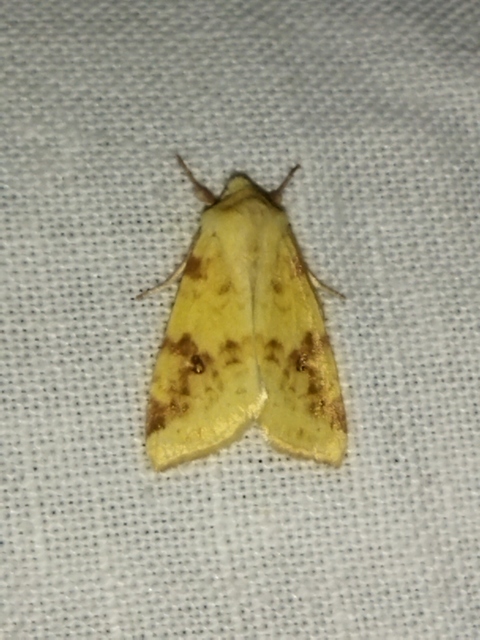 Cirrhia icteritia - nyárfa-sárgabagoly