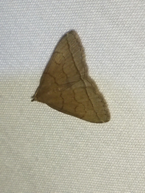 Treitschkendia tarsipennalis - tollaslábú karcsúbagoly