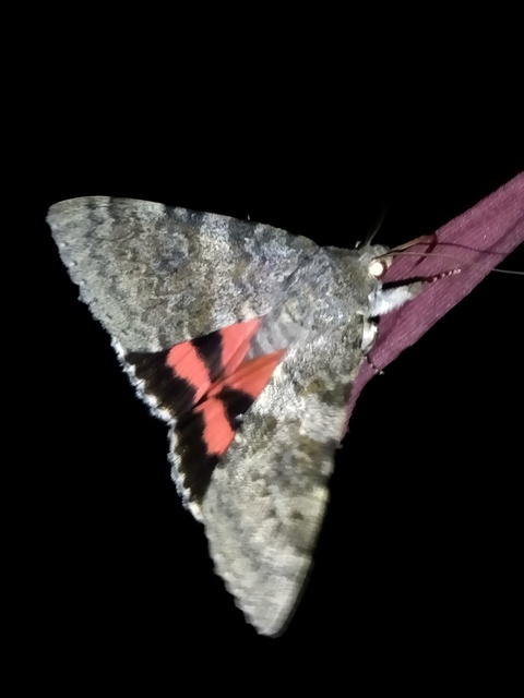 Catocala elocata - közönséges övesbagoly