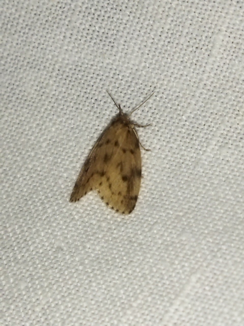 Thumata senex - mocsári medvelepke