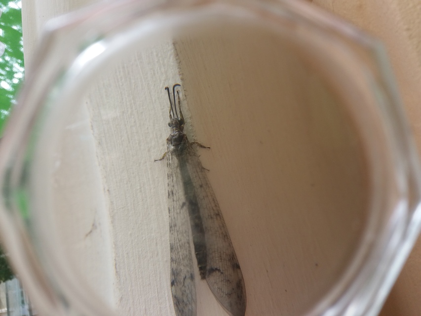 Distoleon tetragrammicus - négyfoltos hangyaleső