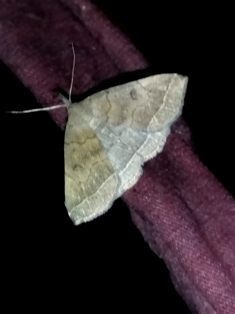 Pechipogo plumigeralis - tollascsápú karcsúbagoly