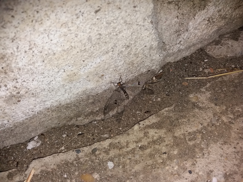 Megistopus flavicornis - kétfoltos hangyaleső