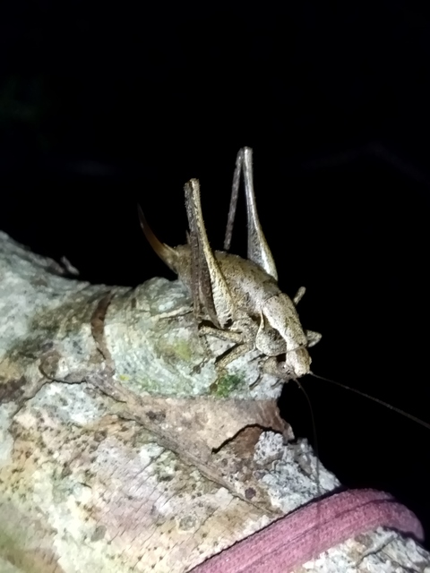 Pholidoptera griseoaptera - szürke avarszöcske