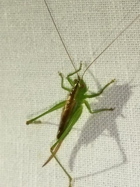 Conocephalus dorsalis - sarlós kúpfejűszöcske
