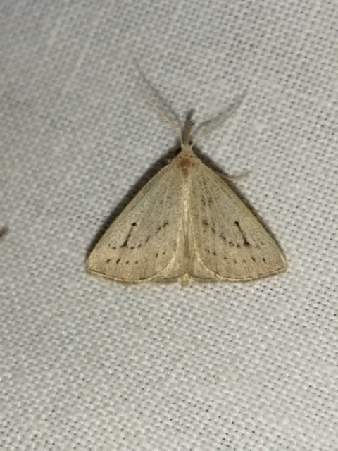 Macrochilo cribrumalis - csontszínű karcsúbagoly