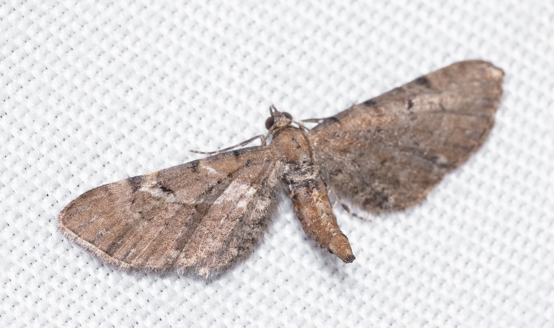 Eupithecia absinthiata - üröm-törpearaszoló