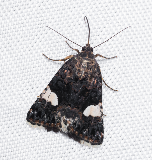 Tyta luctuosa - fekete nappalibagoly