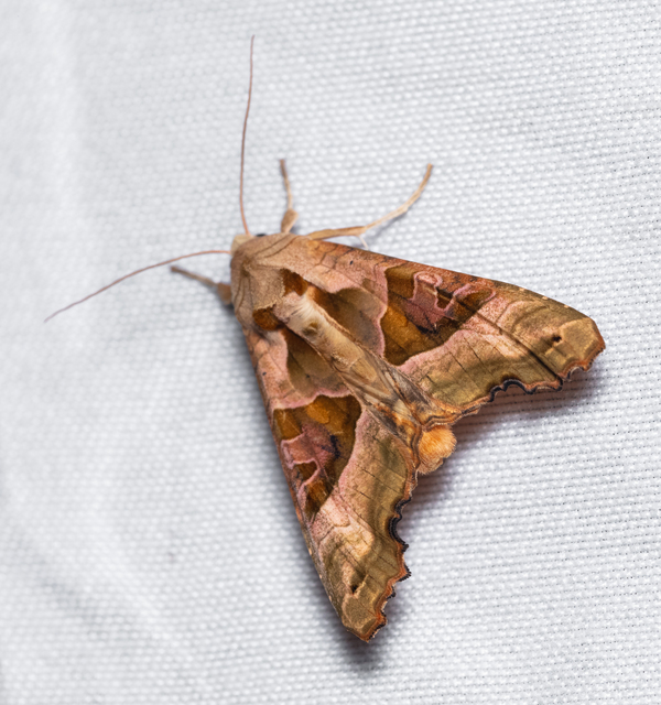 Phlogophora meticulosa - vándorló csipkésbagoly