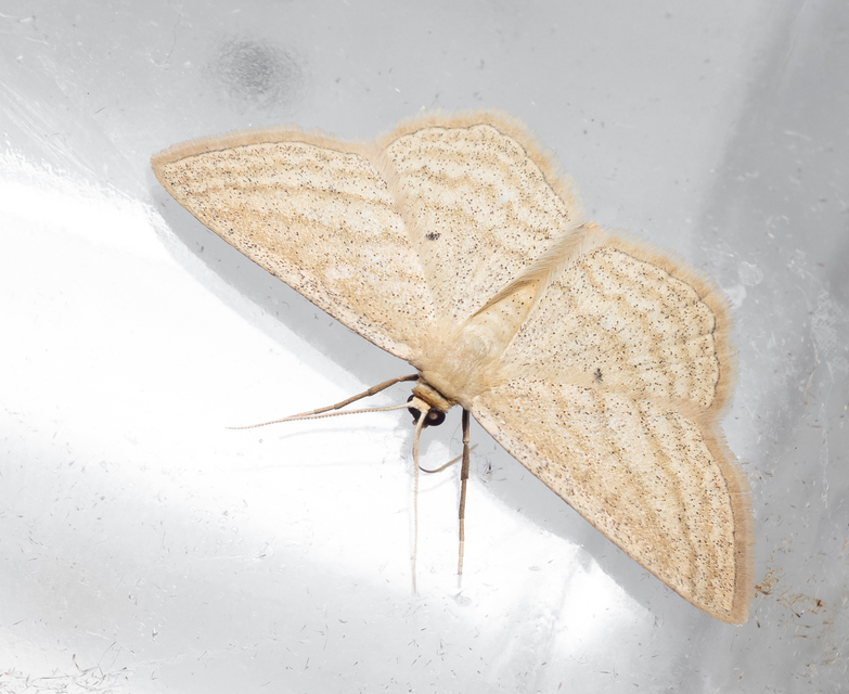 Scopula virgulata - vesszős sávosaraszoló