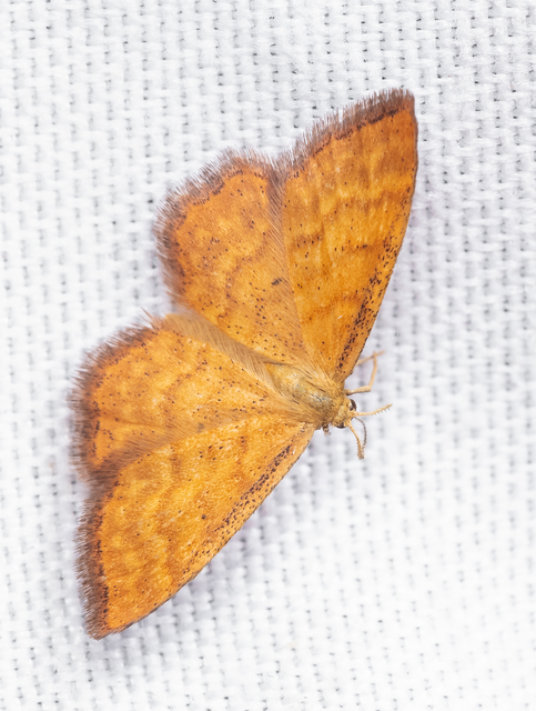 Idaea serpentata - kis sávosaraszoló