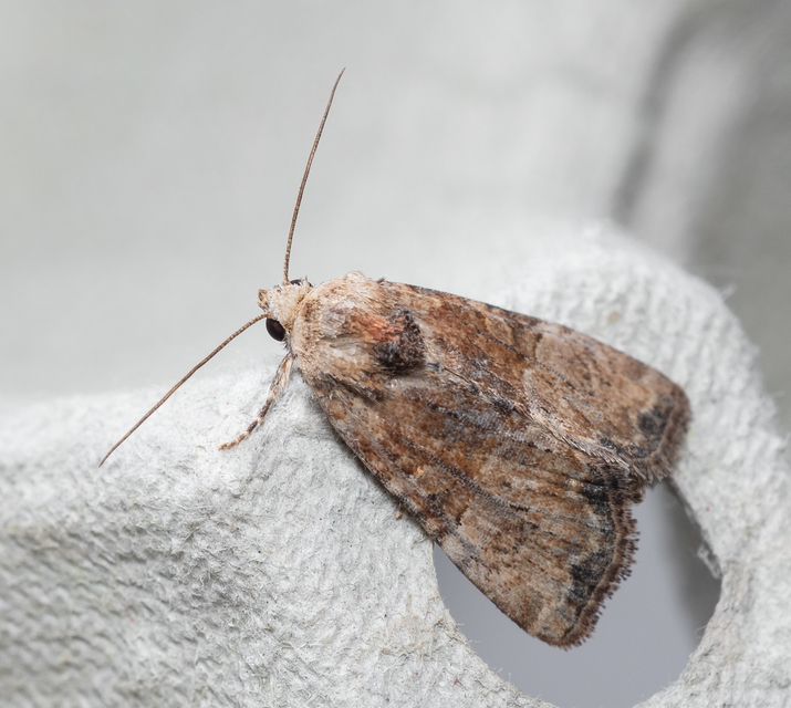 Mesoligia furuncula - kétszínű dudvabagoly