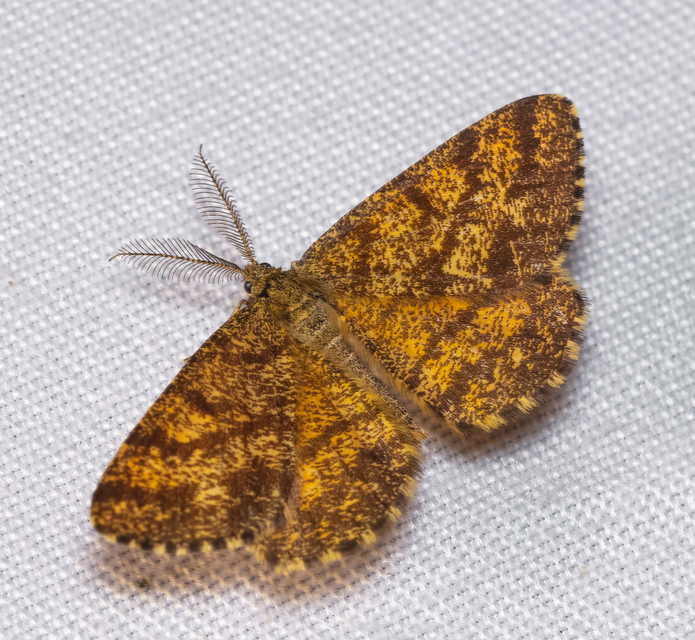 Ematurga atomaria - barna rétiaraszoló