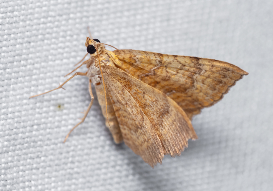 Camptogramma bilineata - kétvonalas sávosaraszoló
