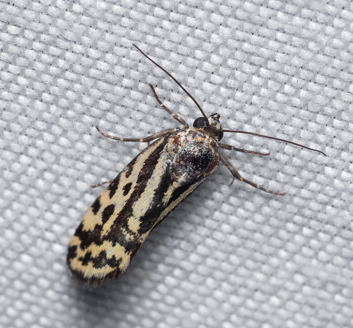 Emmelia trabealis - zebrabagoly