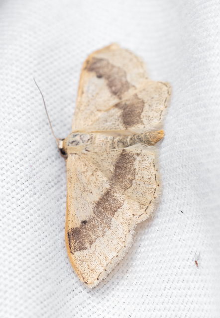 Idaea aversata - nagy sávosaraszoló
