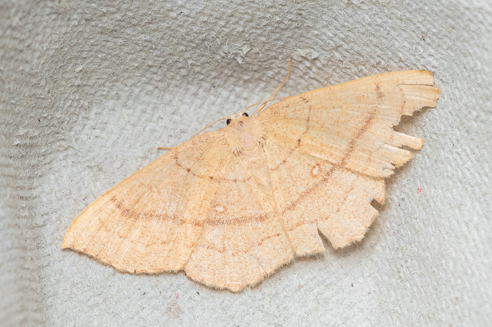 Cyclophora linearia - vonalas pettyesaraszoló