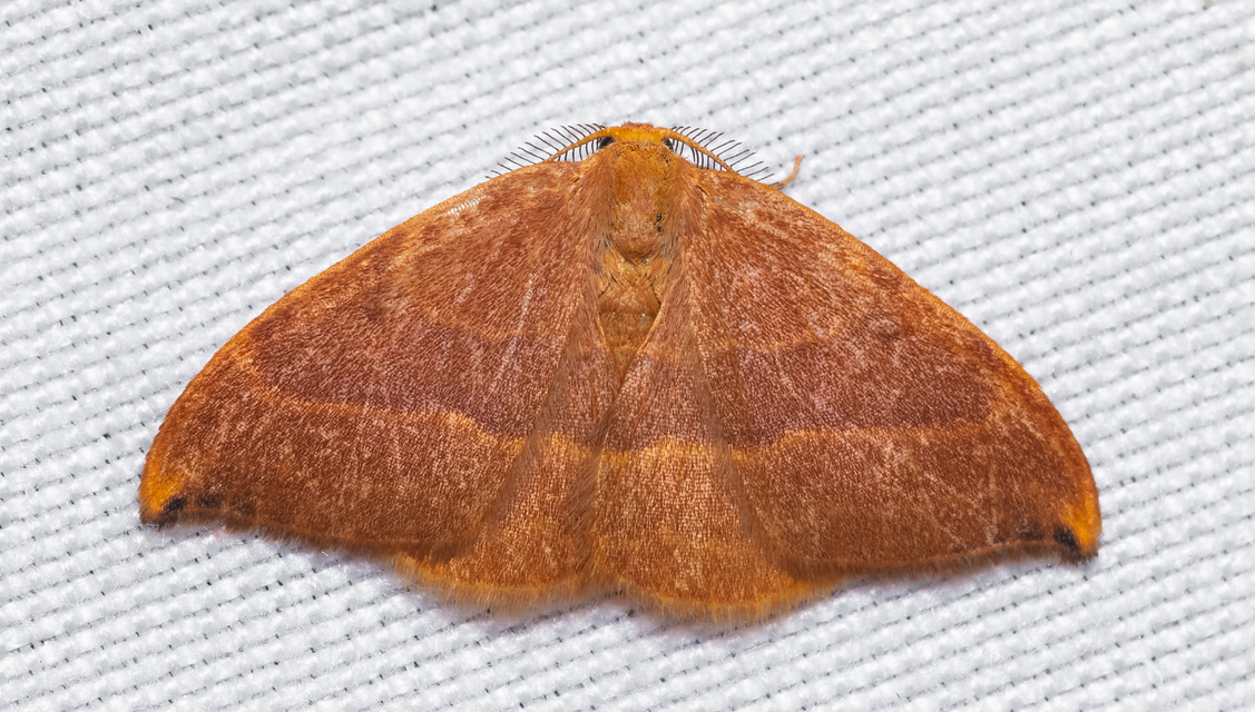 Watsonalla cultraria - bükkfa-sarlósszövő